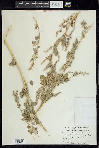 Chenopodium berlandieri image