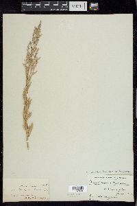 Chenopodium berlandieri var. boscianum image