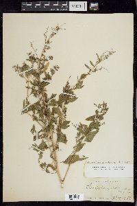 Chenopodium berlandieri var. boscianum image