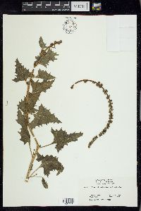 Chenopodium californicum image