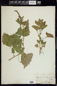 Chenopodium californicum image