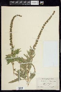 Chenopodium californicum image