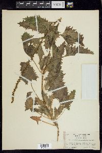 Chenopodium californicum image