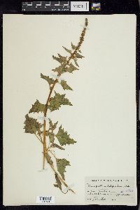 Chenopodium californicum image