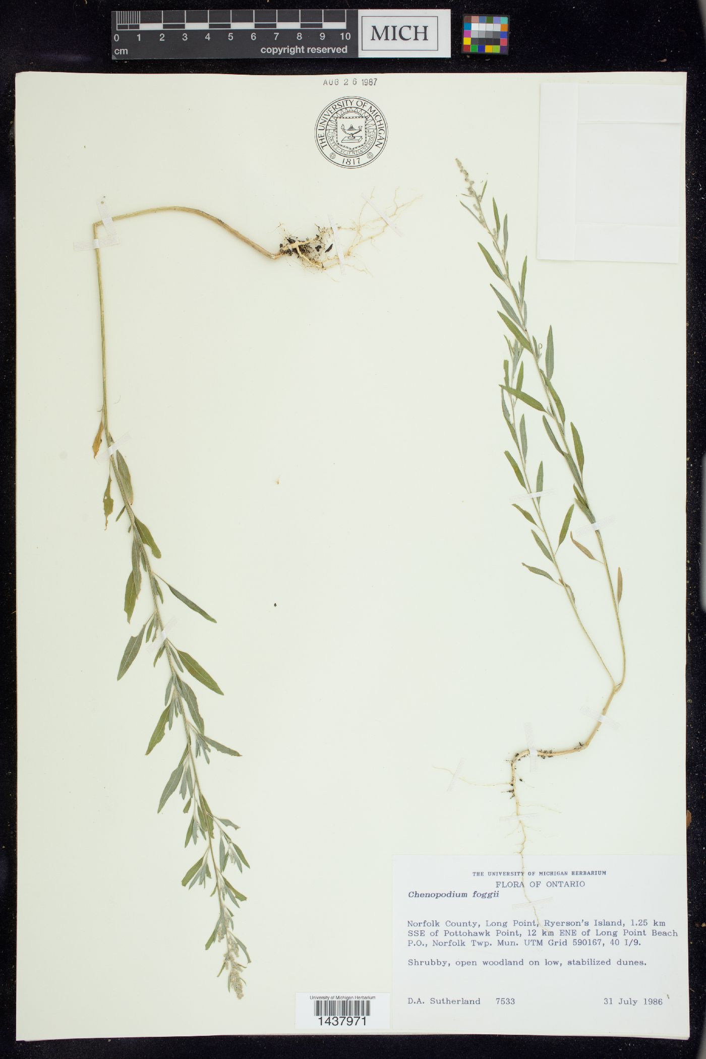 Chenopodium foggii image