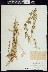 Chenopodium fremontii image