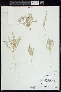 Chenopodium incanum image