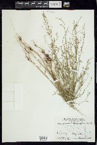 Chenopodium leptophyllum image