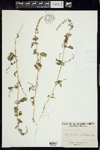 Chenopodium polyspermum image