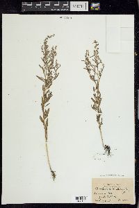 Chenopodium pratericola image