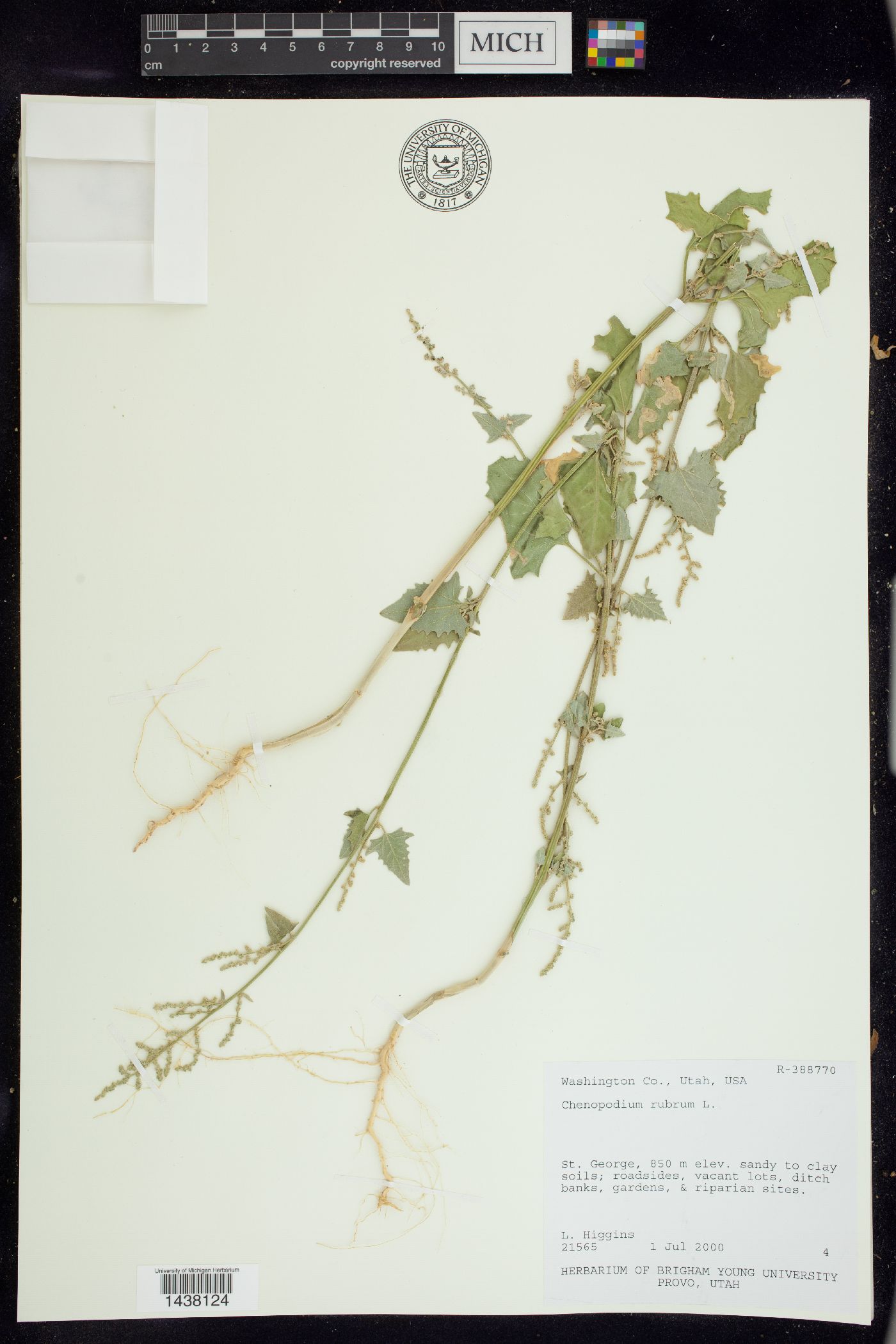 Oxybasis rubra image