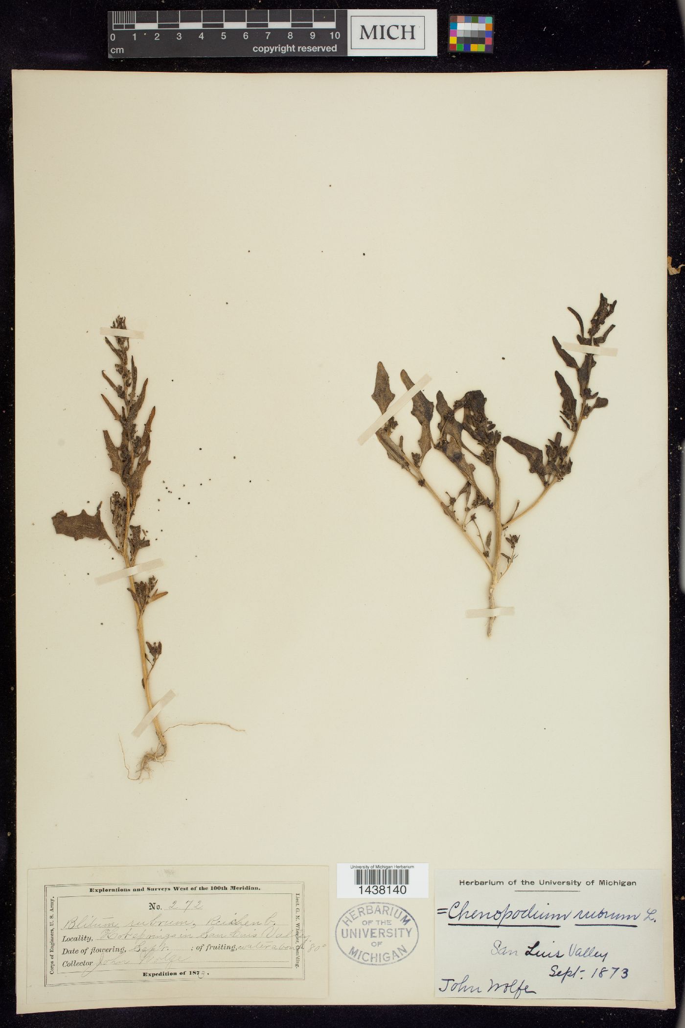Oxybasis rubra image