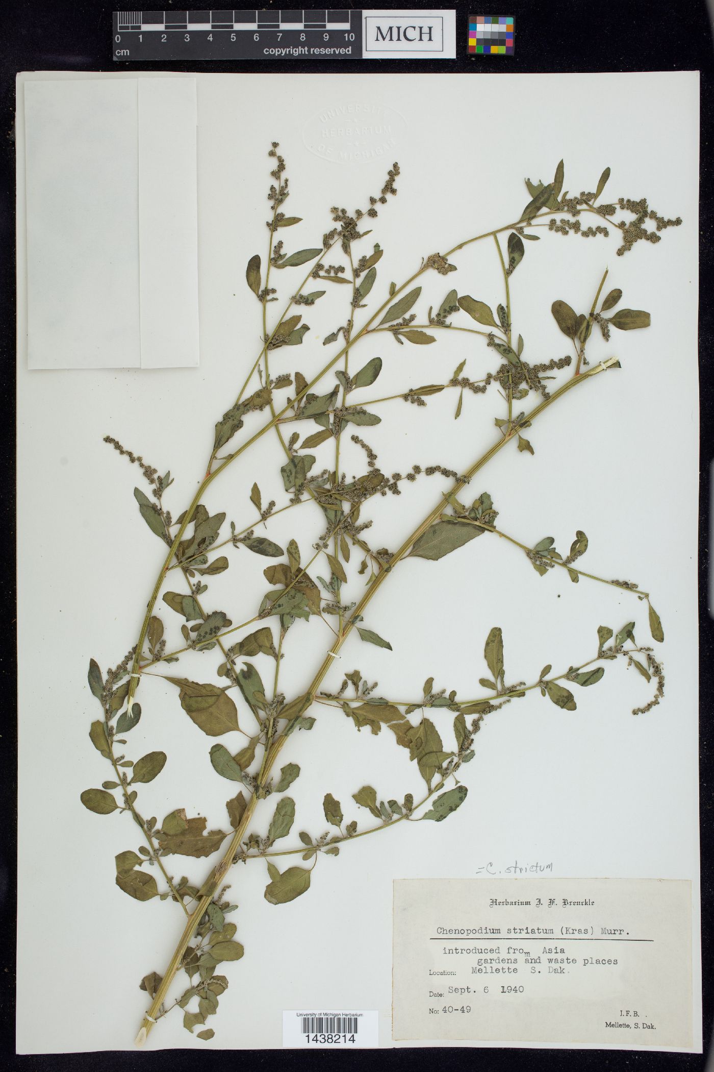 Chenopodium strictum image