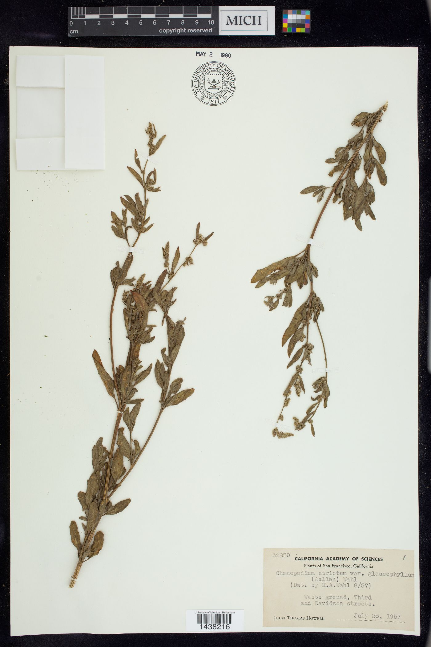 Chenopodium strictum image