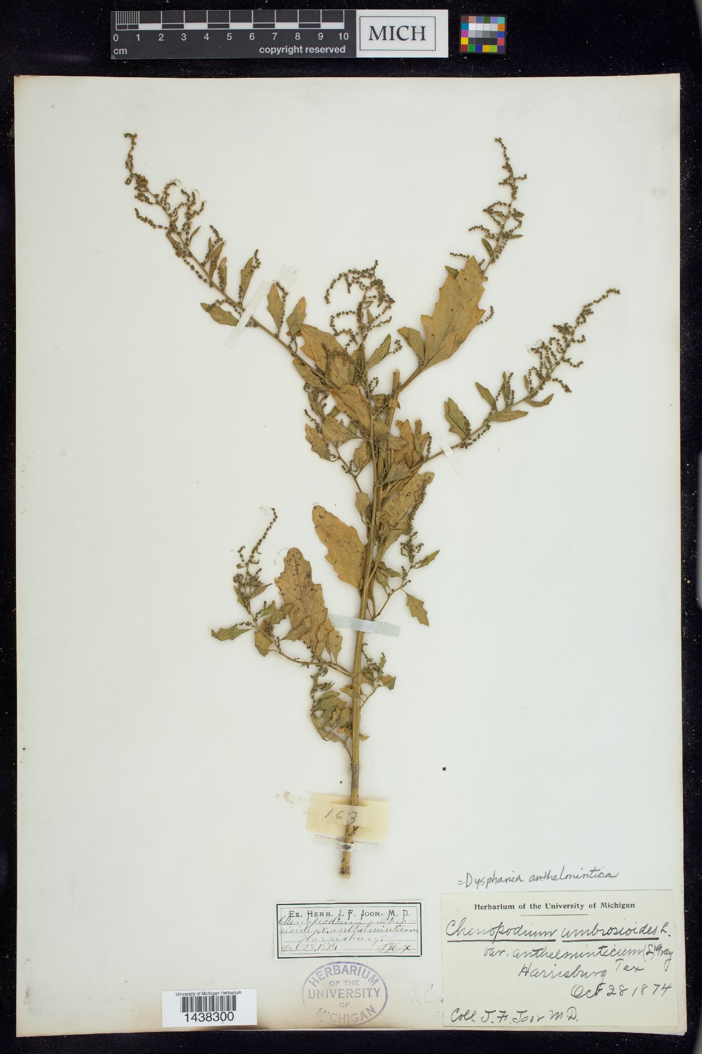 Dysphania anthelmintica image