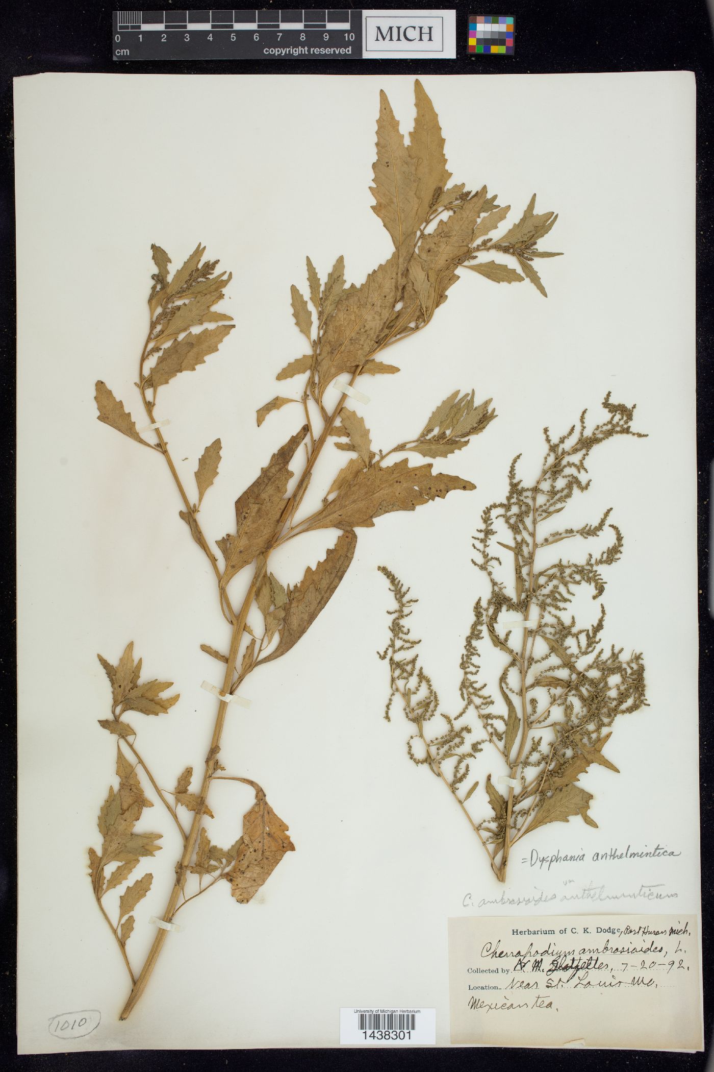 Dysphania anthelmintica image