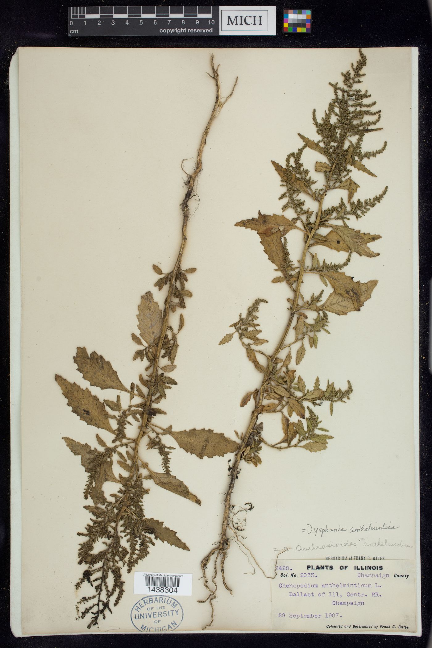 Dysphania anthelmintica image