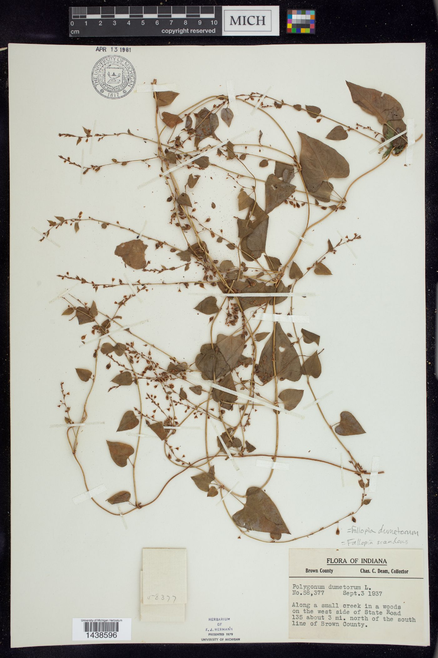 Fallopia dumetorum image