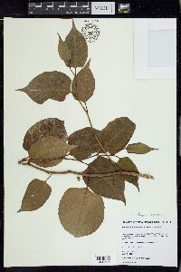 Reynoutria japonica image