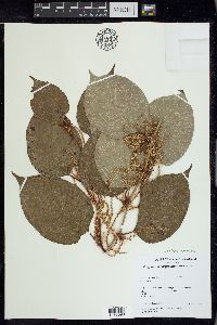 Reynoutria japonica image