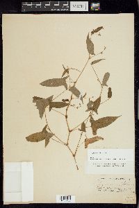 Persicaria arifolia image