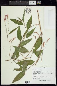 Persicaria bicornis image