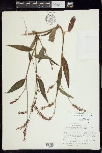 Persicaria careyi image