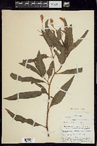 Persicaria glabra image