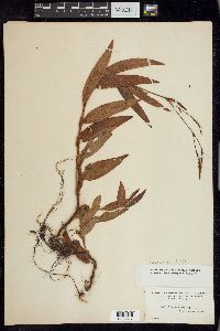 Persicaria hirsuta image