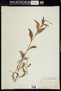 Persicaria hydropiper image