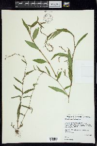 Persicaria hydropiper image