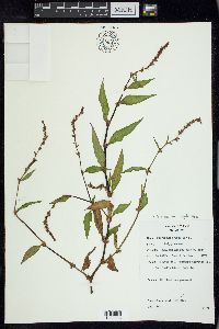 Persicaria hydropiper image