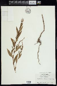 Persicaria hydropiper image