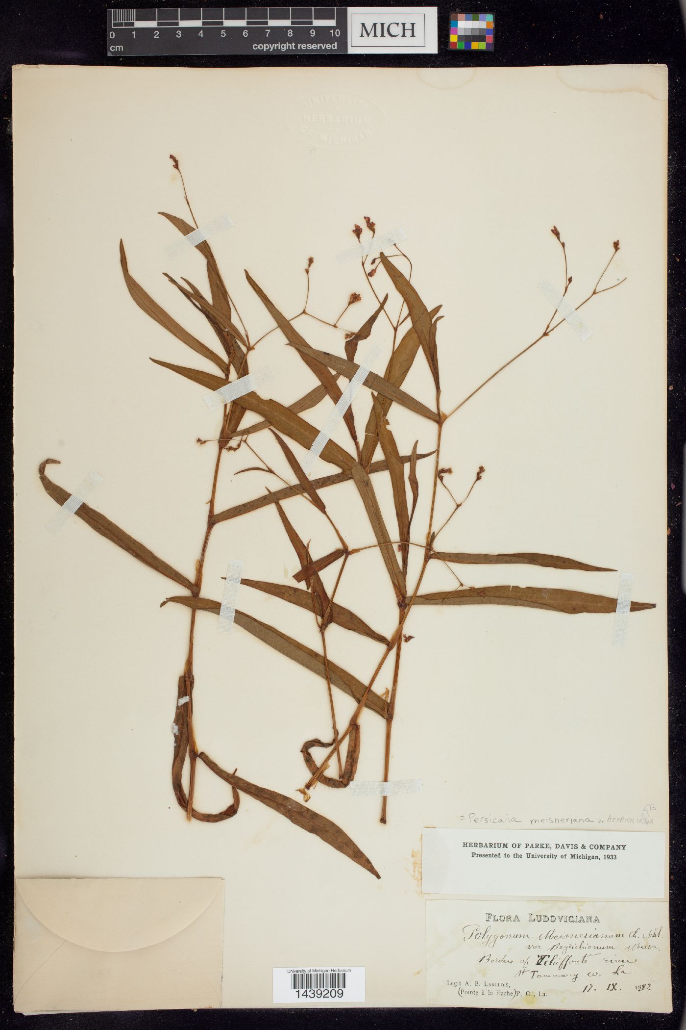 Persicaria meisneriana image