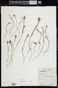 Polygonum achoreum image