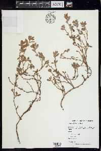 Polygonum achoreum image