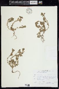 Polygonum achoreum image