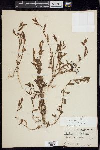 Polygonum aviculare subsp. aviculare image