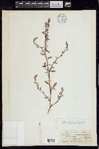 Polygonum aviculare subsp. aviculare image