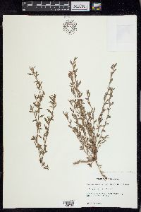 Polygonum aviculare subsp. aviculare image