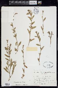 Polygonum aviculare subsp. aviculare image