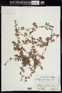 Polygonum aviculare subsp. aviculare image