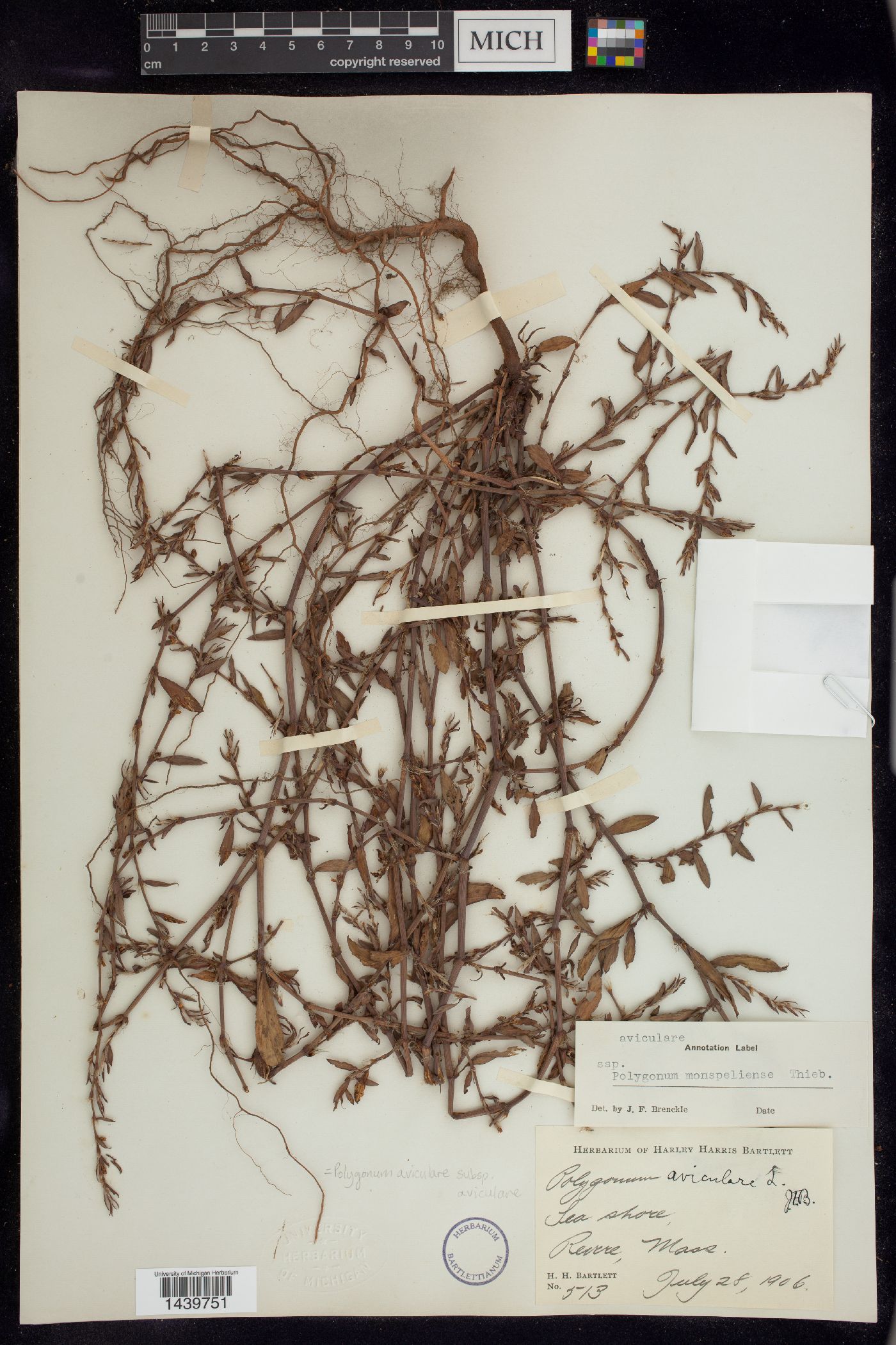 Polygonum aviculare subsp. aviculare image