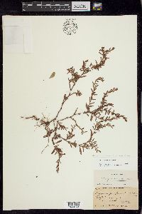 Polygonum aviculare var. buxiforme image