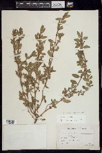 Polygonum aviculare var. buxiforme image