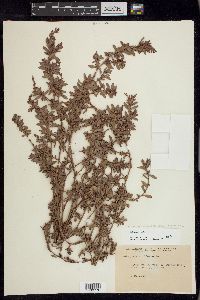 Polygonum aviculare var. buxiforme image