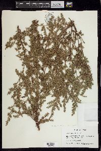 Polygonum aviculare subsp. depressum image