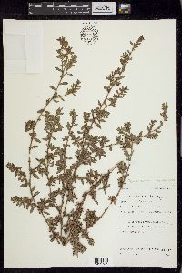 Polygonum aviculare subsp. depressum image