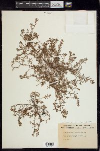 Polygonum aviculare subsp. neglectum image