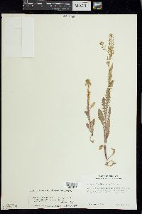 Rorippa palustris subsp. hispida image